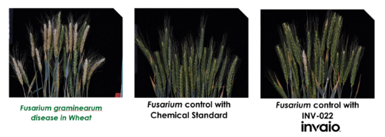 Fighting Fusarium