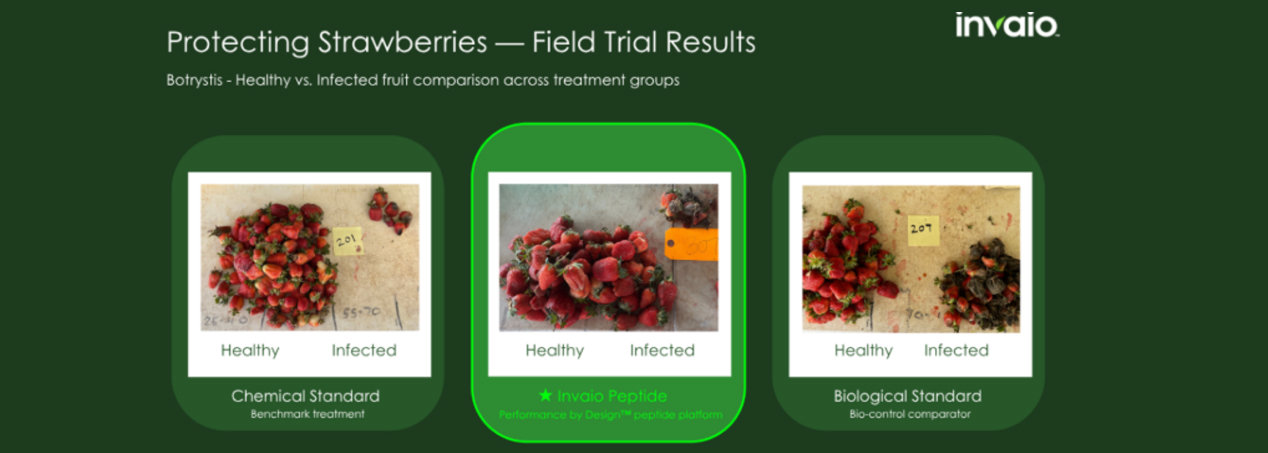 Beating Botrytis