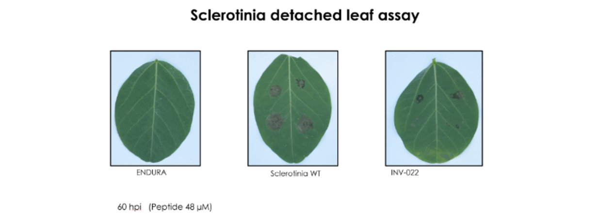 Stopping Sclerotinia