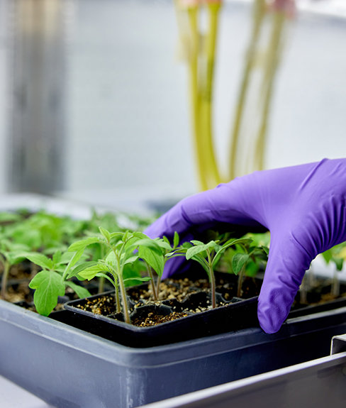 Close up of a hand holding a tray of small plants
