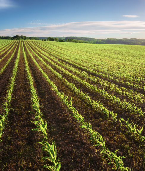 Crop field