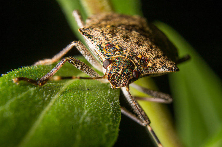 Stinkbug image