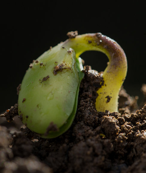 A seed sprouting out of the earth