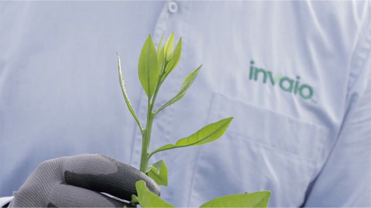 A person holding the roots of plant