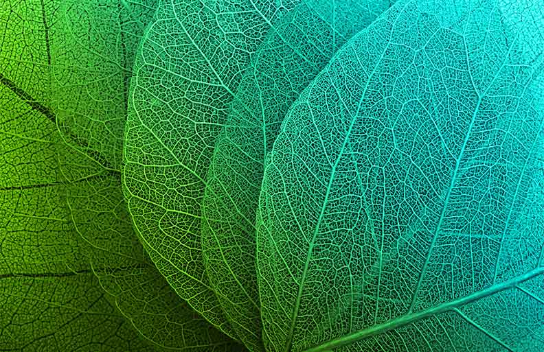Close up of vascular system of leaves