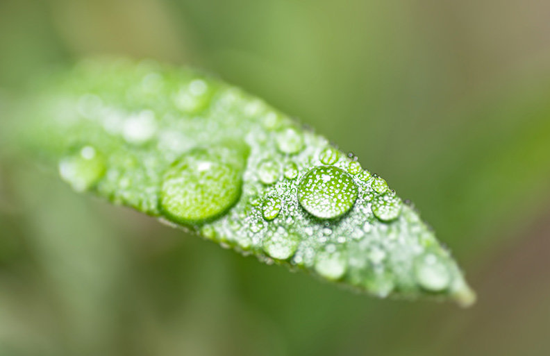 Water droplets on a leaf