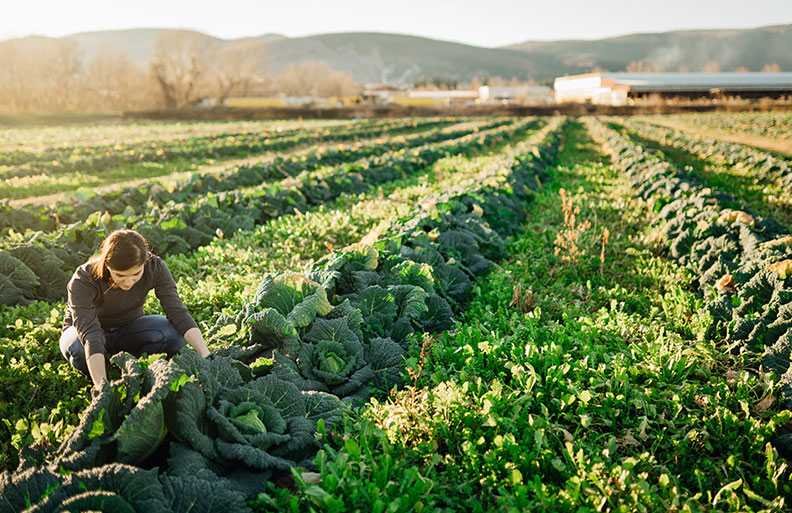 A person tending to cabbages in a field