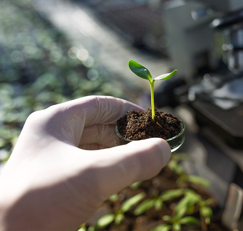 A close up of a hand  transferring a small plant
