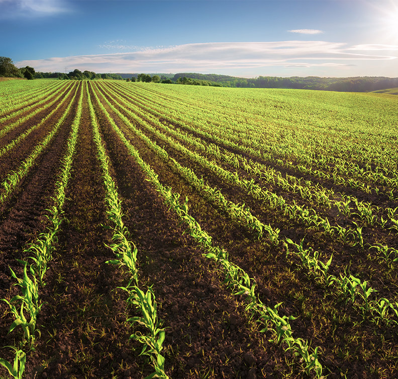 Corn field
