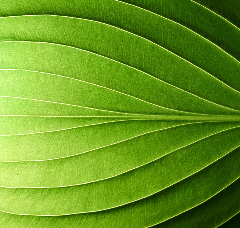 A close up of a leaf