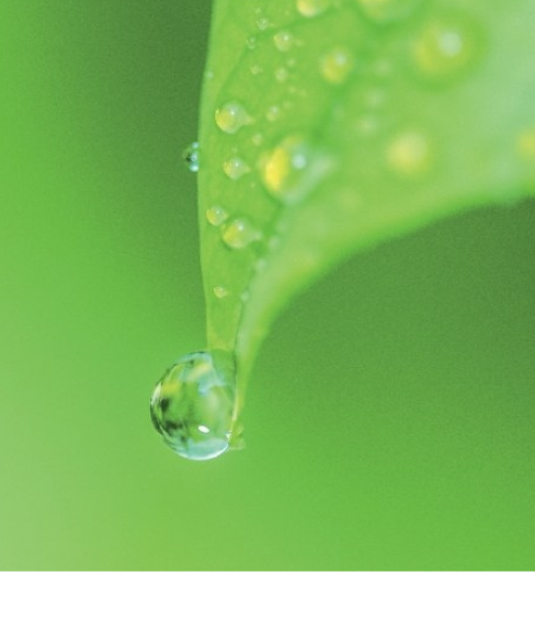 A water drop falling off a green leaf