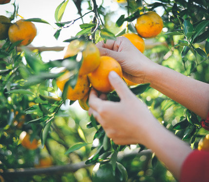 A hand picking oranges