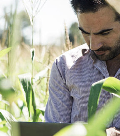 A person looking down in a crop field