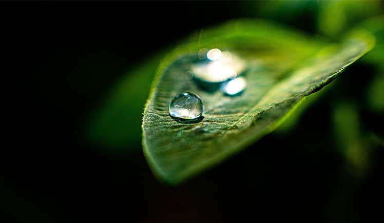 Close up image of a leave with dew drop on it