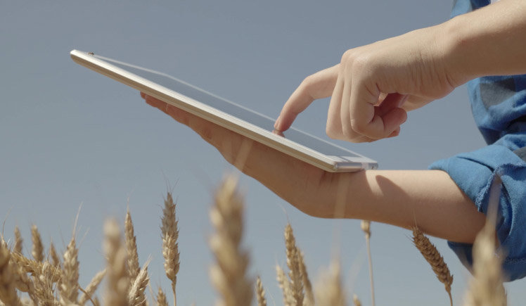 Female hands holding an ipad in a wheat field