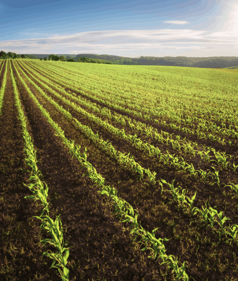 A field of growing crops