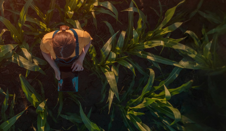 An aerial shot of a woman in a corn field holding an ipad