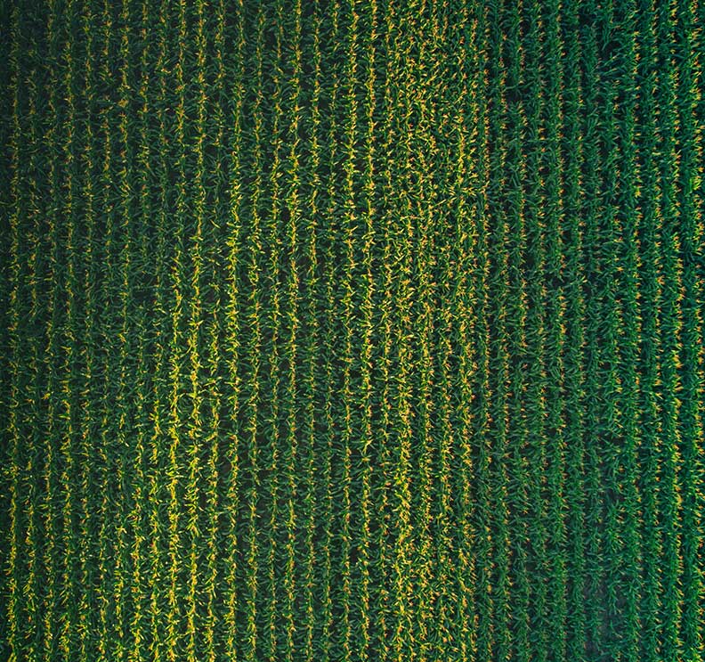 Top view of a crop field