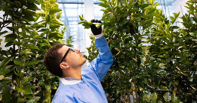 A scientist looking plant leaves