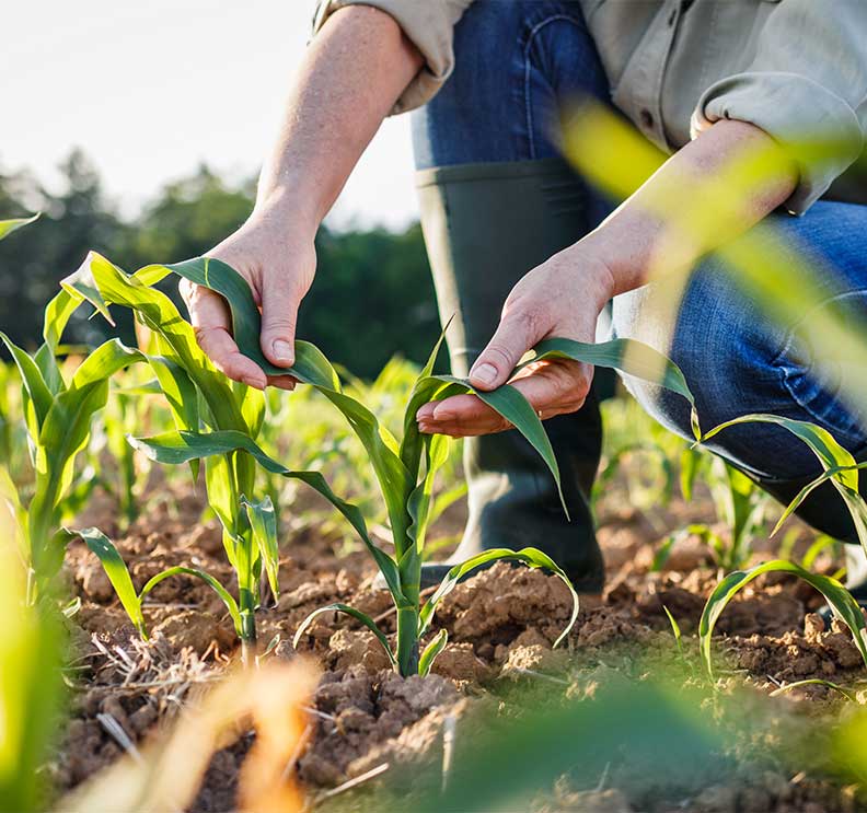 Farmer looking at a corn crop