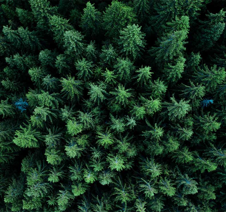 Aerial view of forest