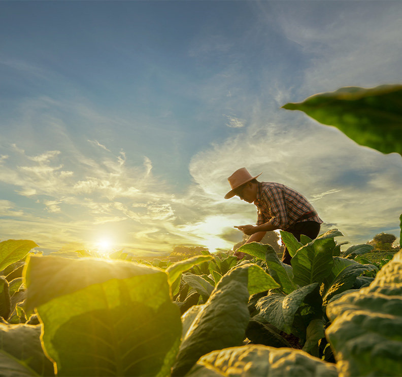Farmer in a field reaching down