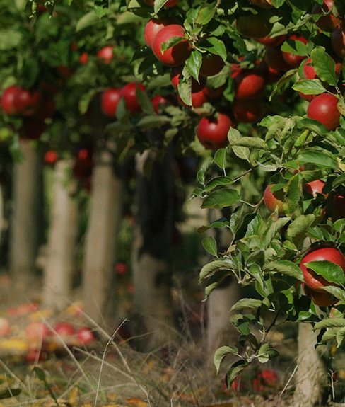 An apple orchard