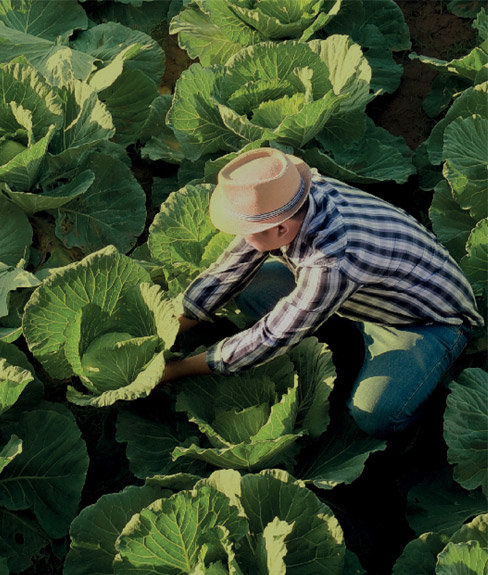 A farmer in a cabbage field