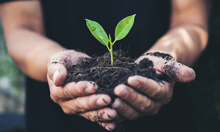 Two hands of the men were holding seedling to be planted