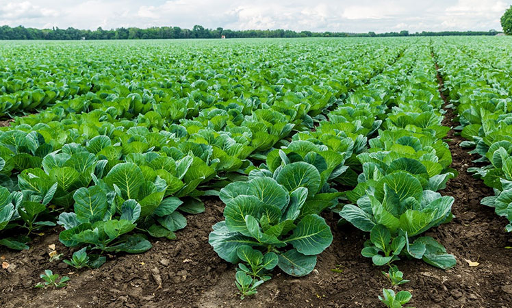 a field of Cabbage