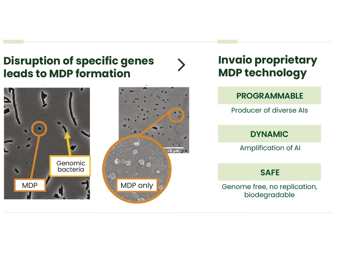 MDP cells