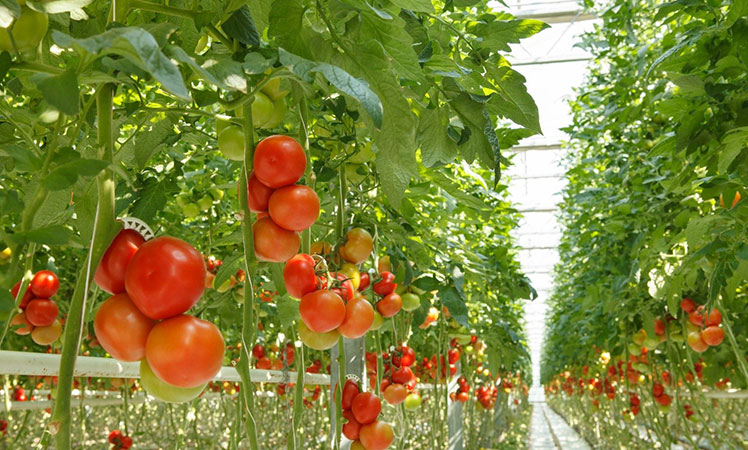 Tomatoes