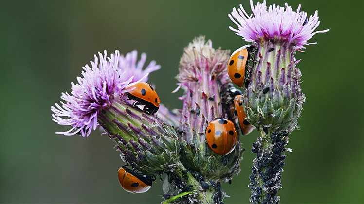 Ladybugs eating aphids on flowers