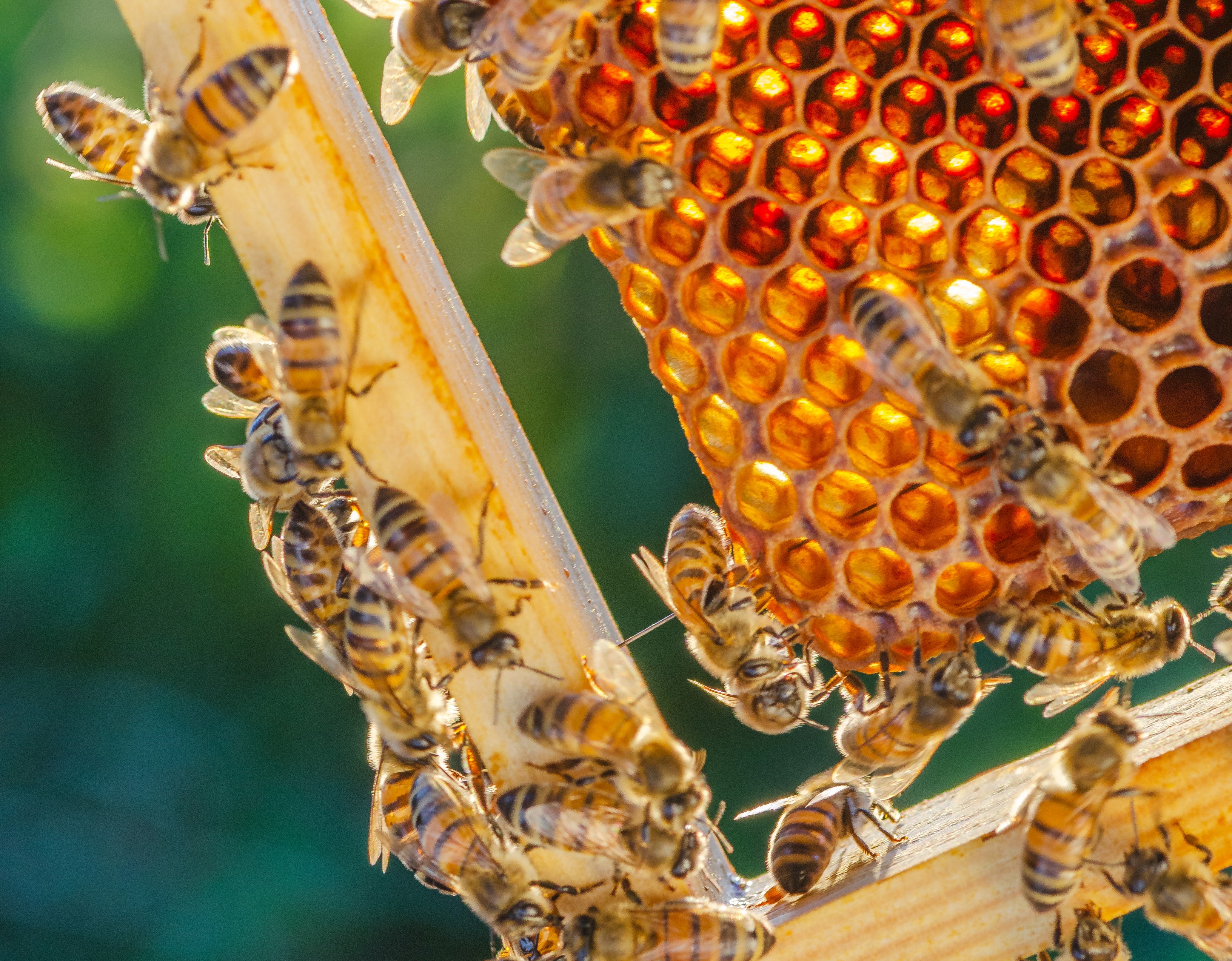 Bees