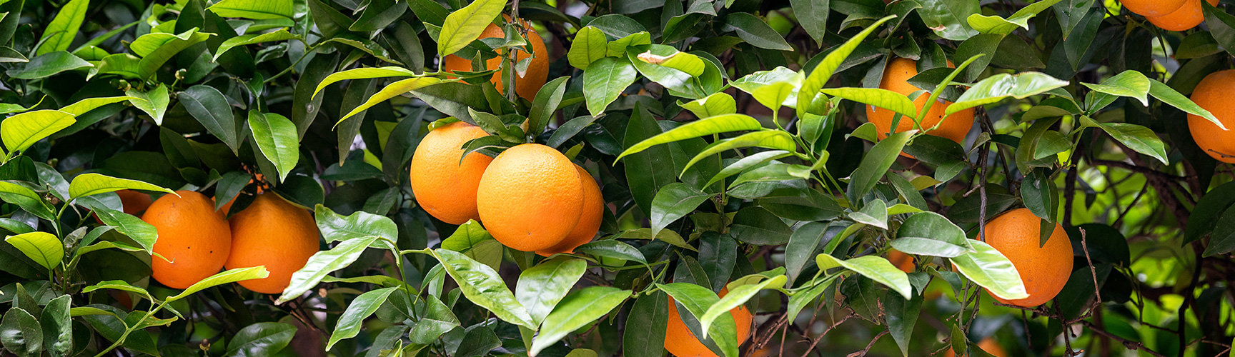 A close up image of oranges on a tree