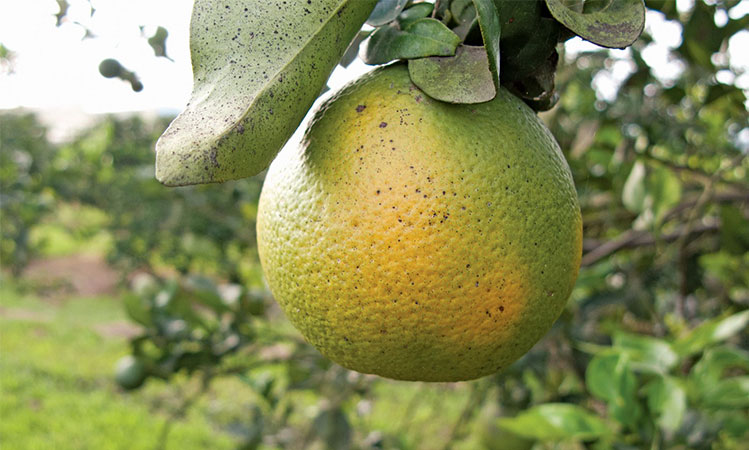 A citrus fruit damaged by citrus greening