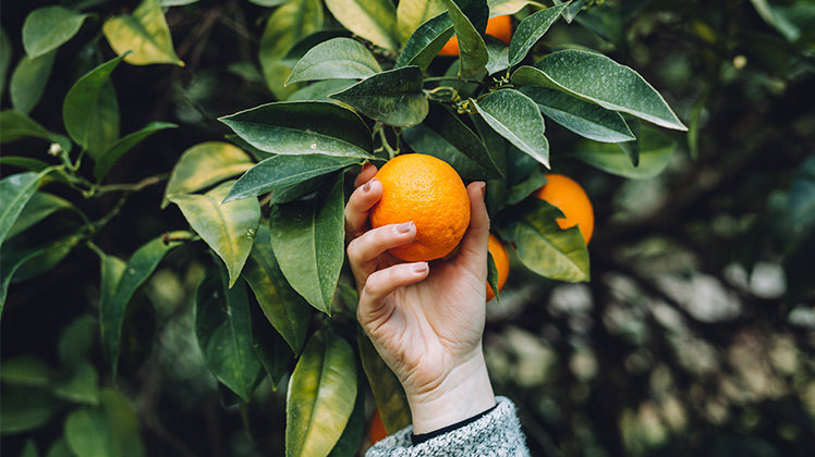 Close up of a hand holding a Citrus