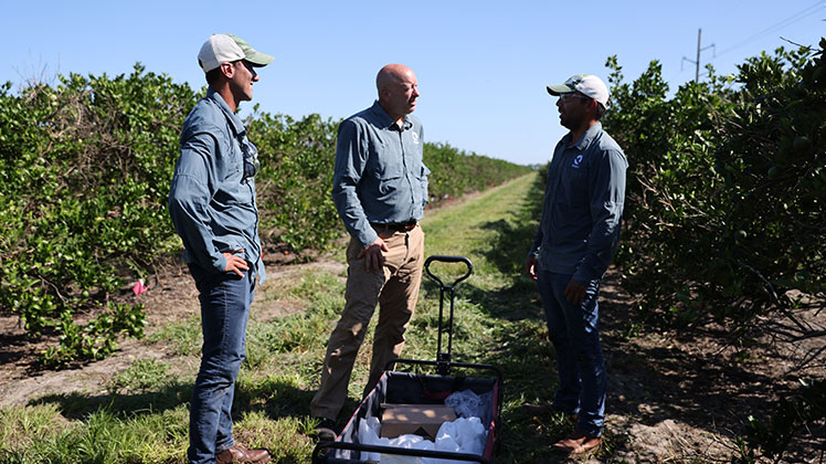 Three people talking in a field of orange trees