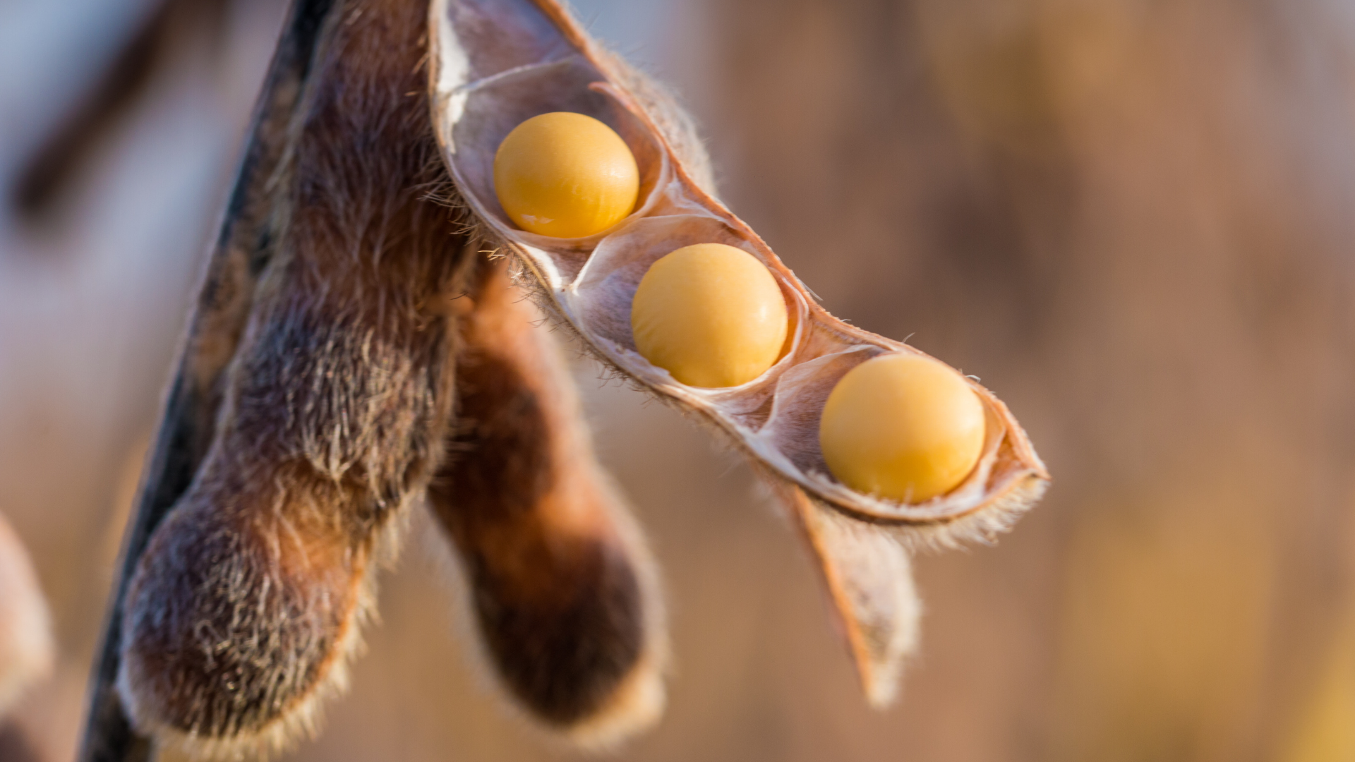Two hands of the men were holding seedling to be planted
