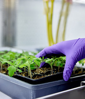 A gloved hand picking up seedlings from a tray