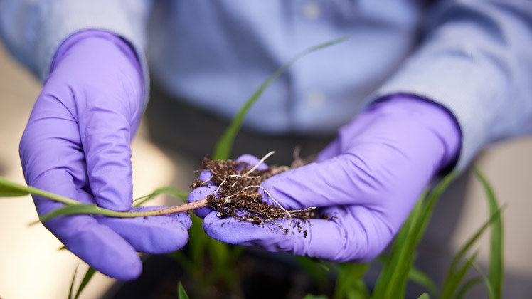 Close up of the roots of a corn seedling