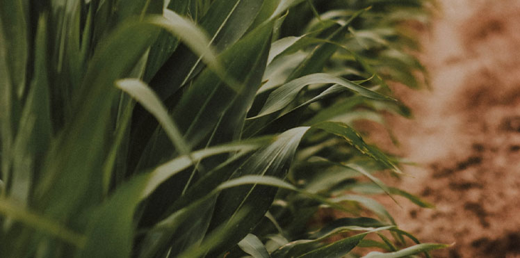A close up image of a corn field