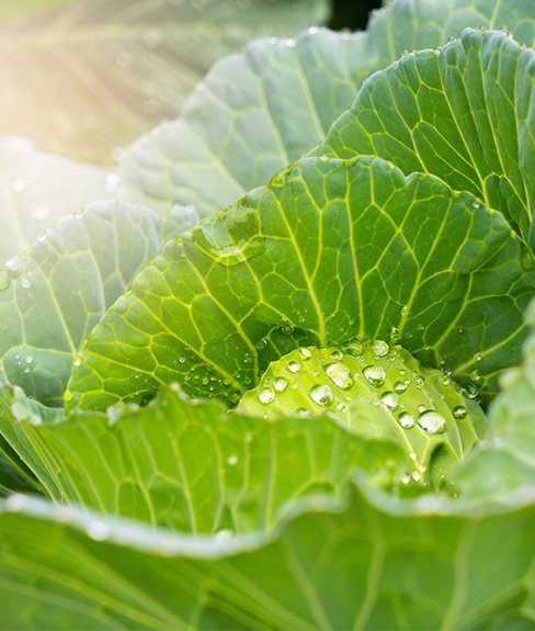 A close up image of a cabbage