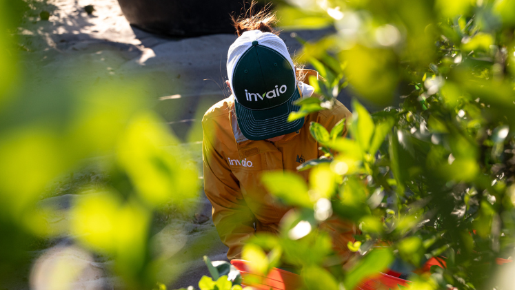 Field scientist on a orange grove