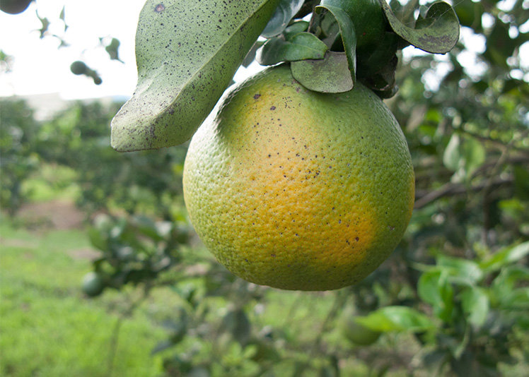 A citrus fruit damaged by citrus greening