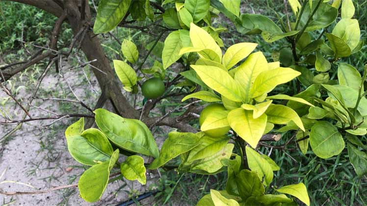 Orange tree with yellow leaves suffering from citrus greening