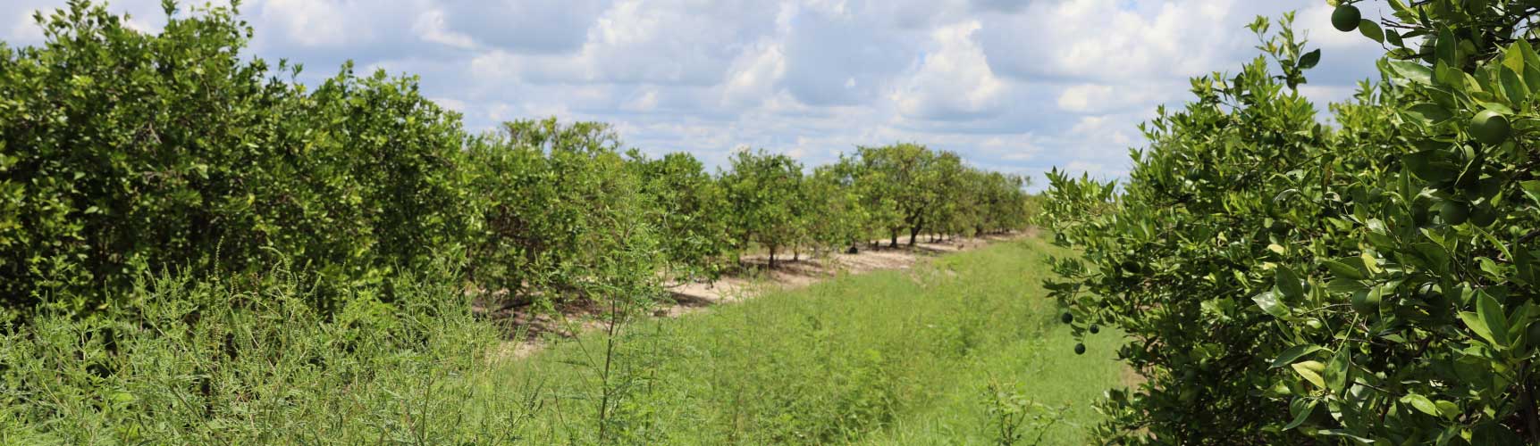 Citrus grove in Florida