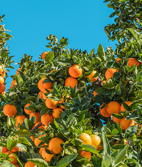 A close up of an orange tree