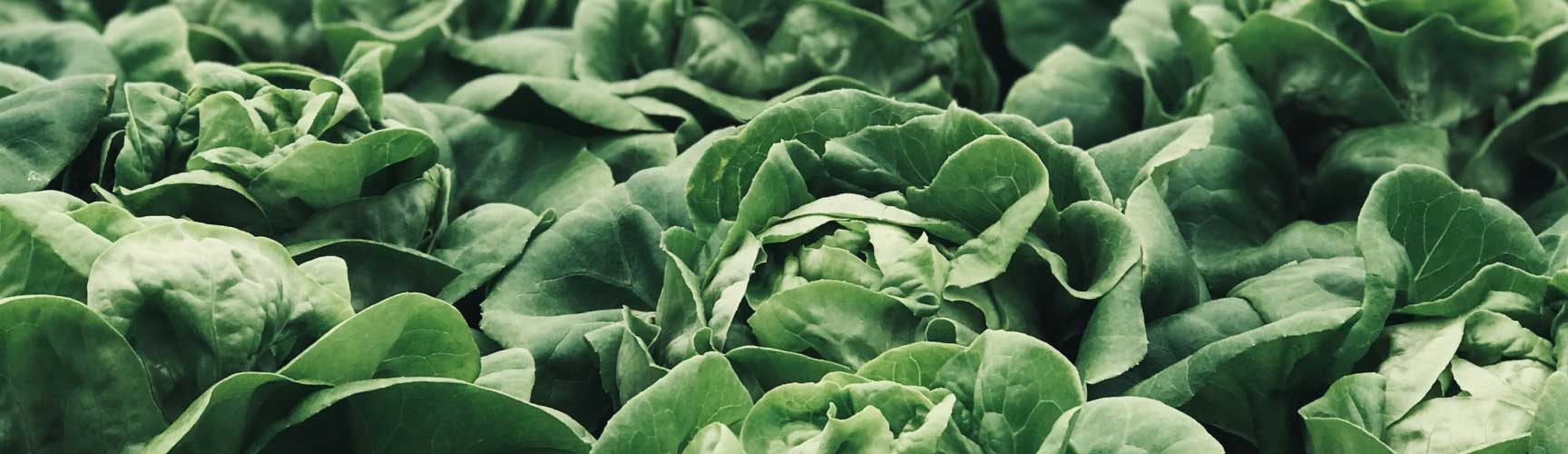 A close up of lettuce plants