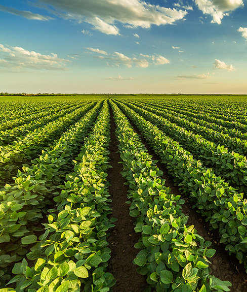 Row crops
